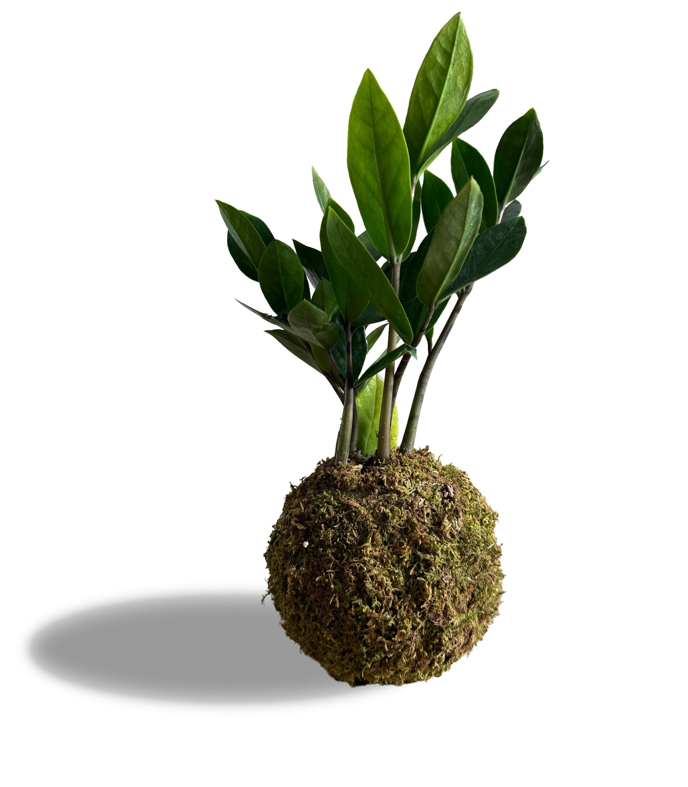 A single kokedama, a plant growing from a ball of moss