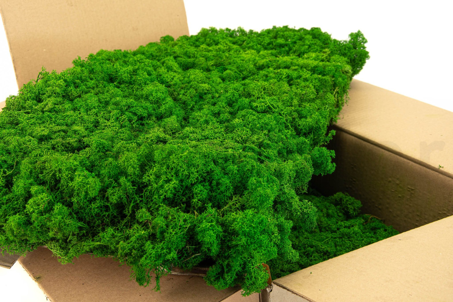 Preserved reindeer moss