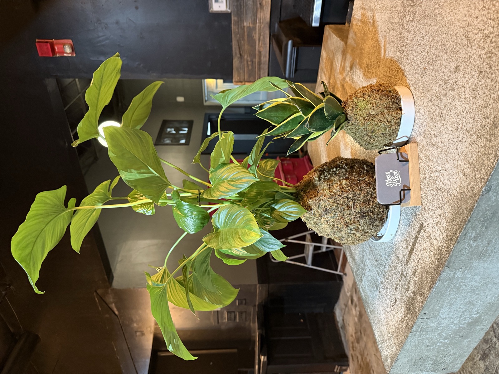 Kokedama detail on a Moss & Pixel stand